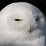 user-icon-owl