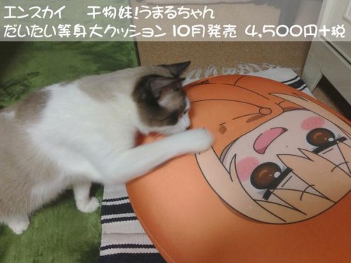 umaru-cushion5