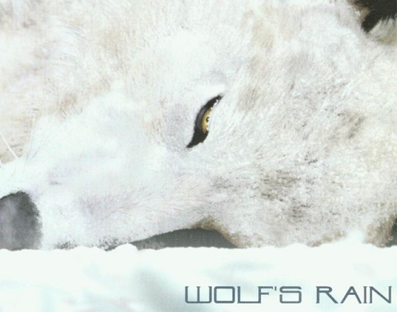 WOLF'S RAIN wallpaper