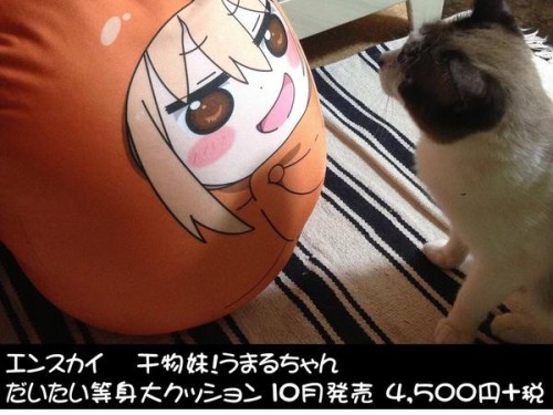 umaru-cushion1-500x375 These Umaru-chan Cushion Pics Are the Best!