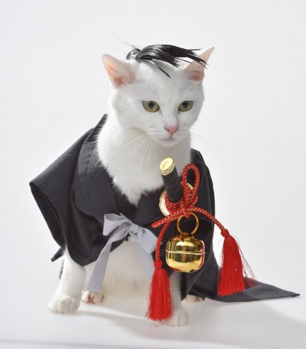 cosplaying-cat-e1460792606623-560x373 The Ultimate Cosplaying... Cat?!