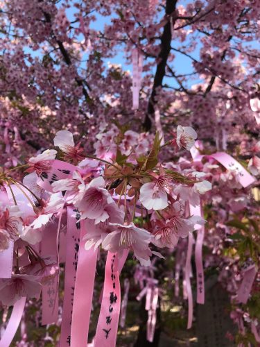 Hanami-Tour-Best-Flower-Viewing-Spots-in-Tokyo-Lesser-Known-Tokyo-Hanami-Recommendations-700x369 Hanami Tour: Best Flower-Viewing Spots in Tokyo - Lesser-Known Tokyo Hanami Recommendations